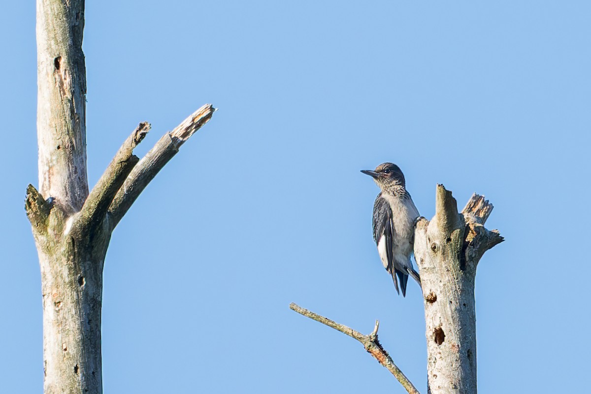 Red-headed Woodpecker - ML641828470