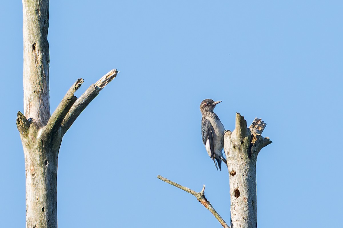 Red-headed Woodpecker - ML641828471