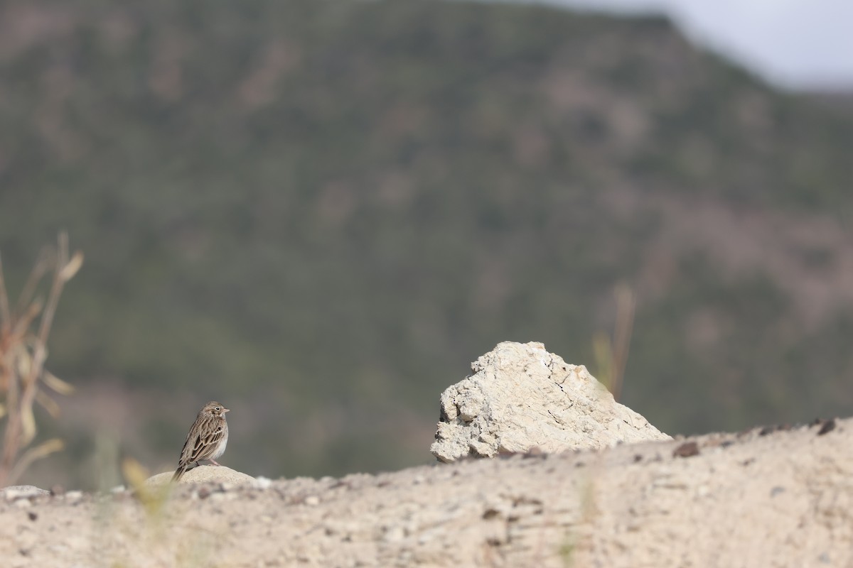 Vesper Sparrow - ML641828474