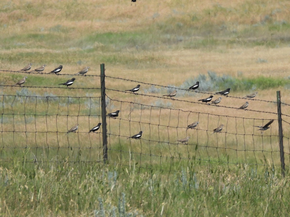 Lark Bunting - ML641828479