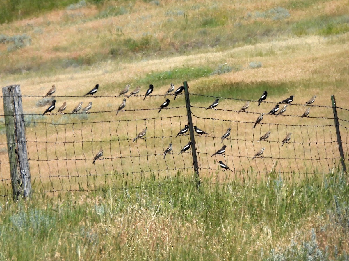 Lark Bunting - ML641828480