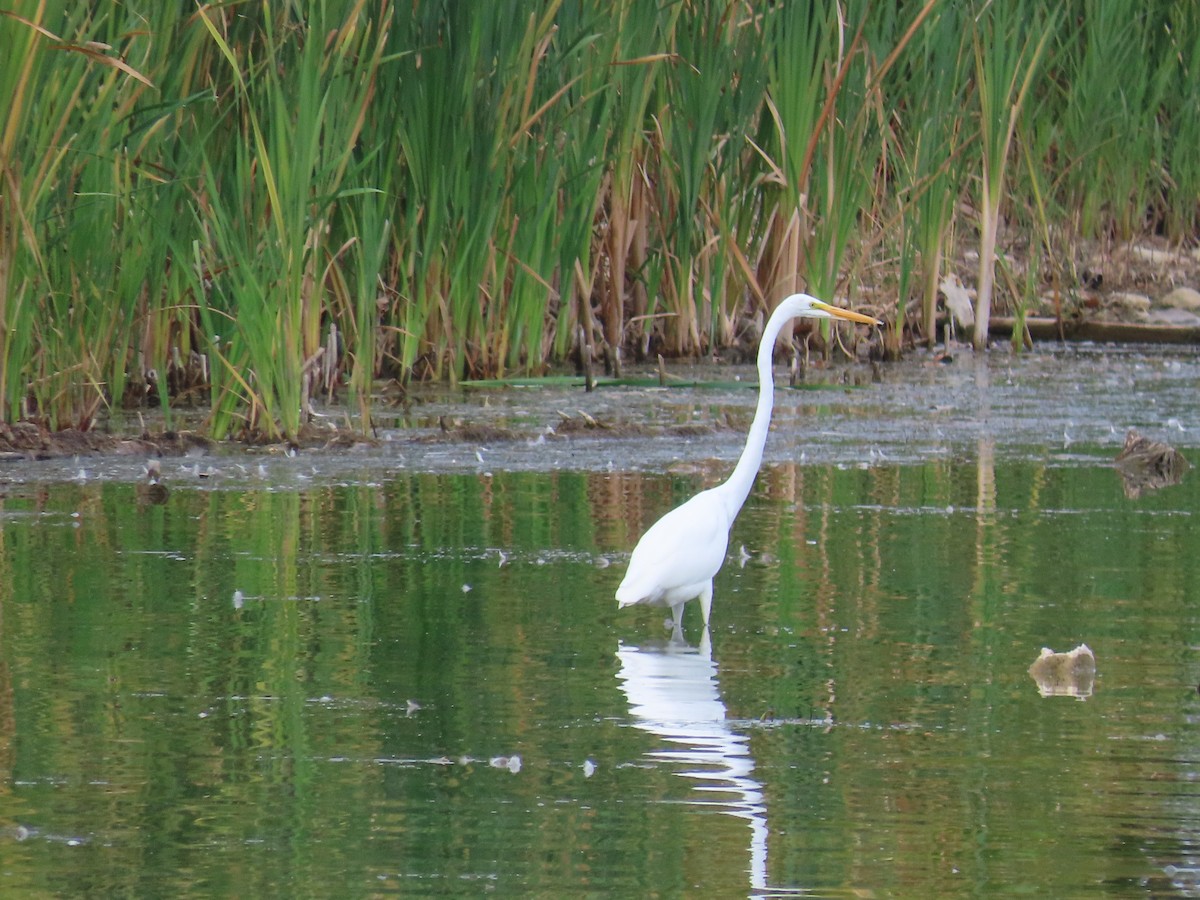 Great Egret - ML641828511