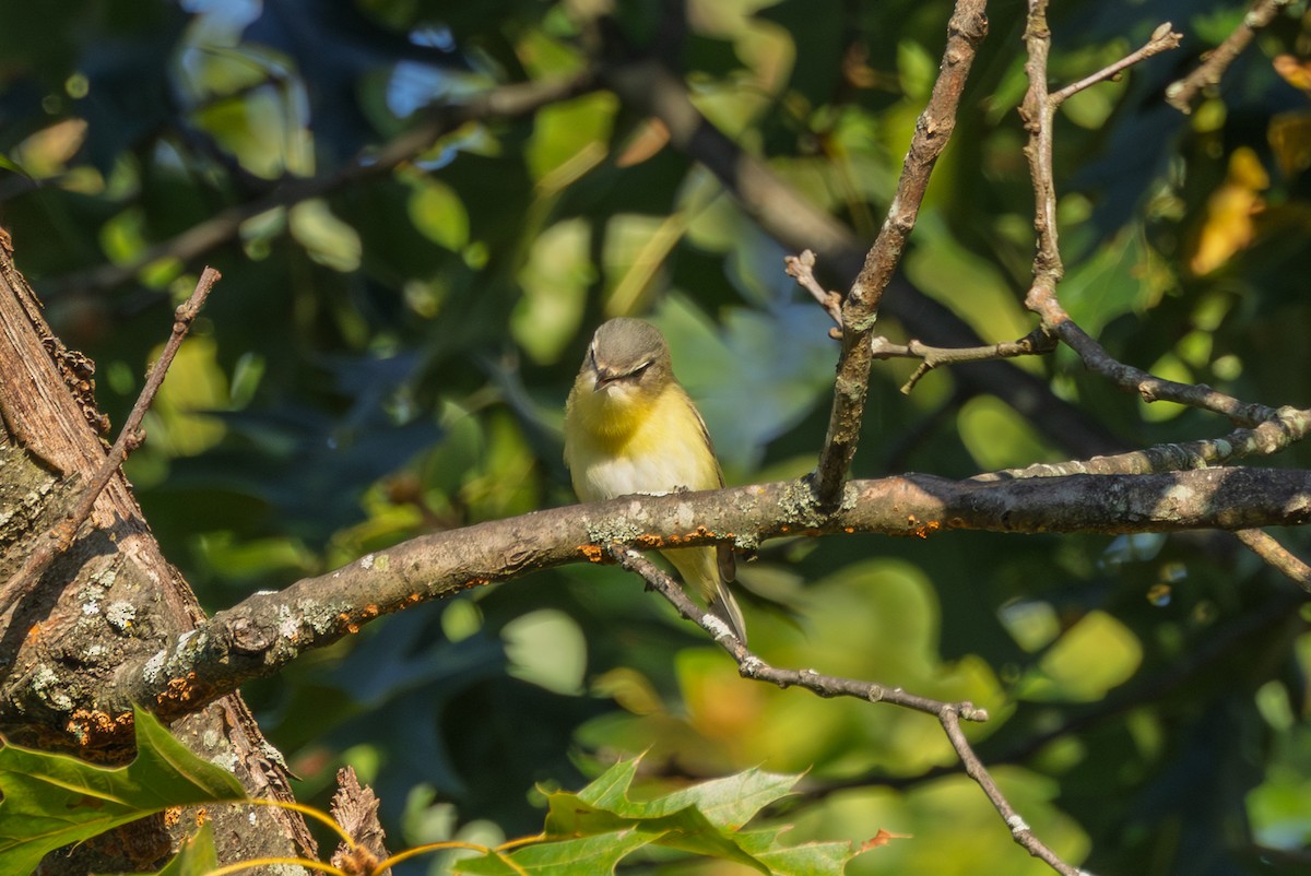 Philadelphia Vireo - ML641828520