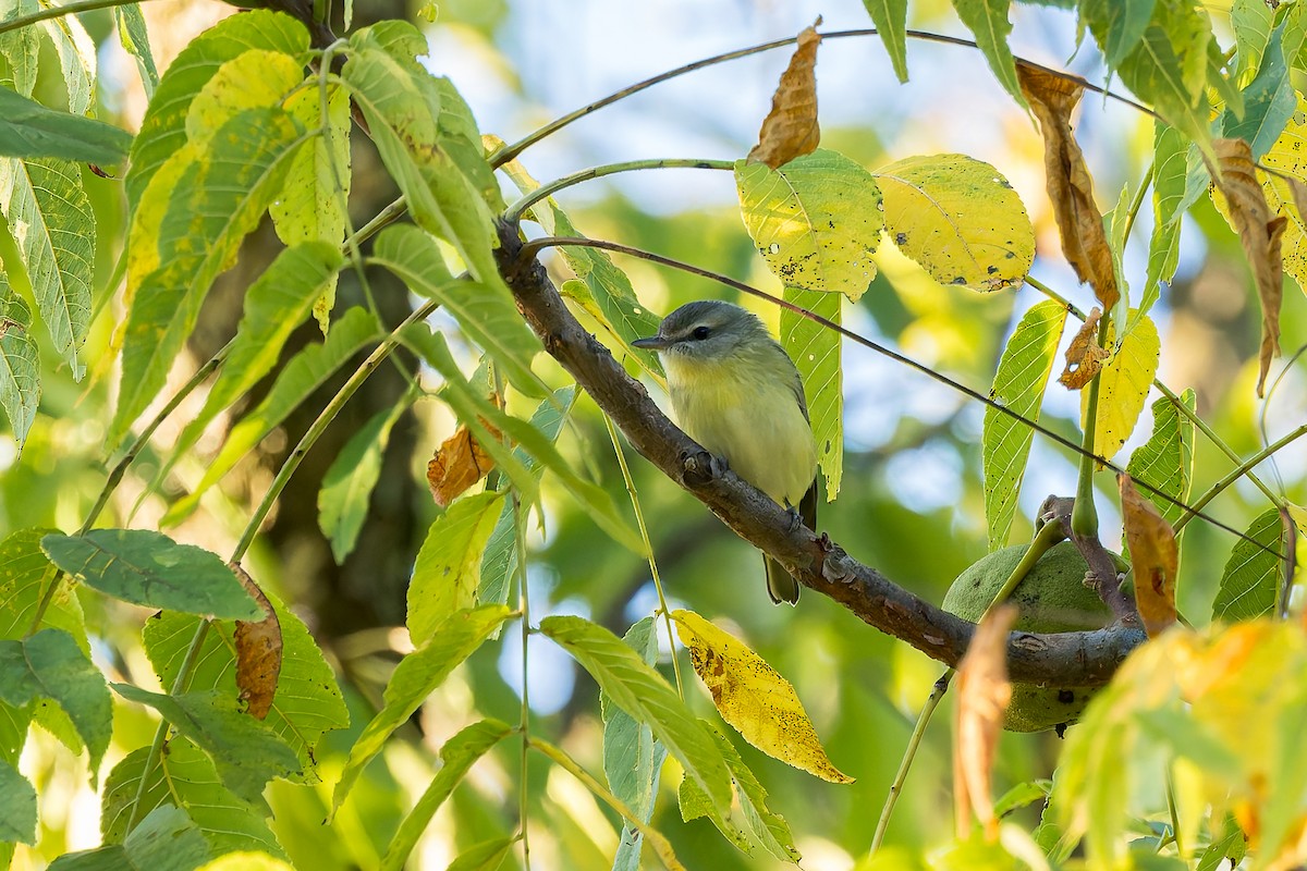 Philadelphia Vireo - ML641828521
