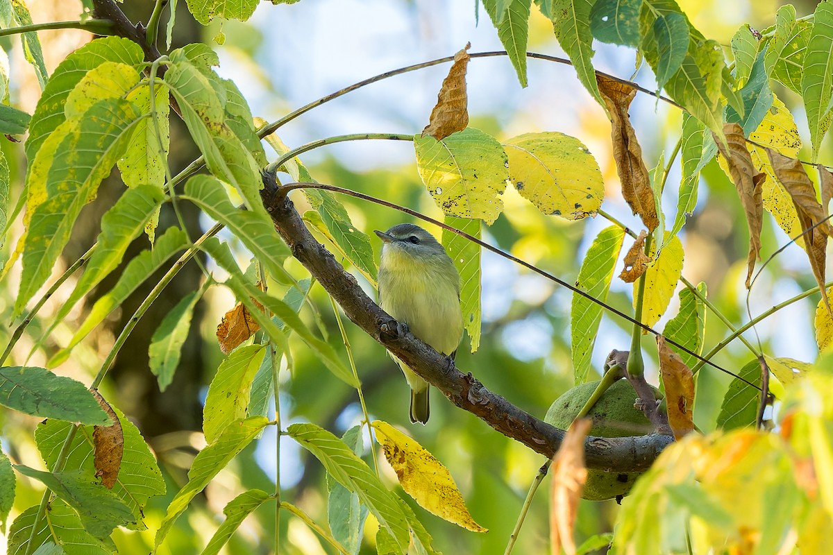 Philadelphia Vireo - ML641828522