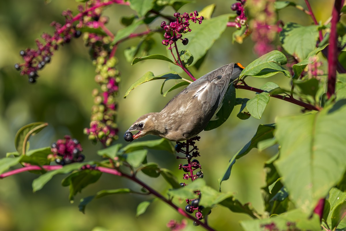 Cedar Waxwing - ML641828541