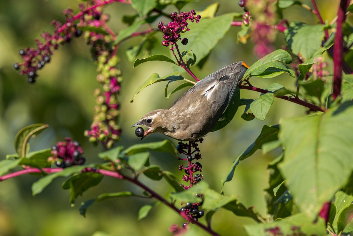Cedar Waxwing - ML641828542