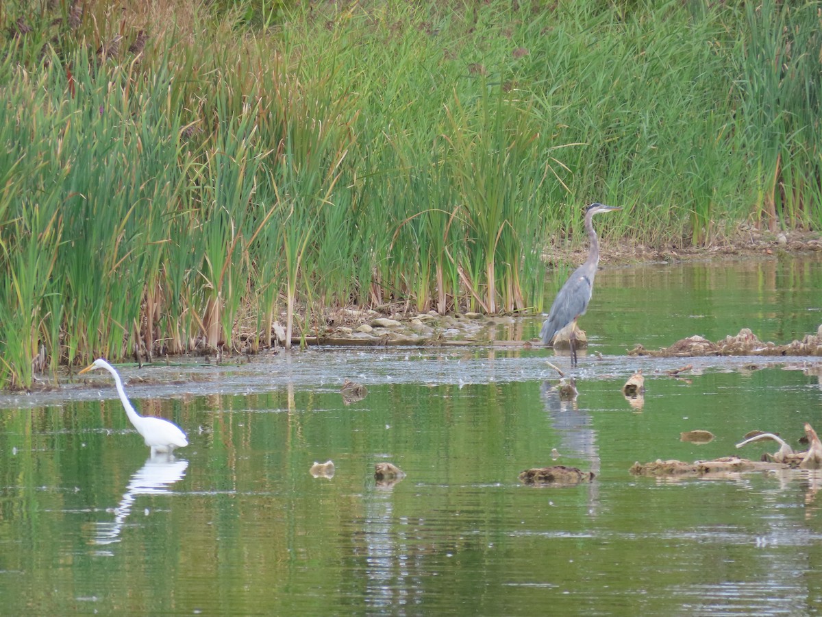 Great Blue Heron - ML641828544