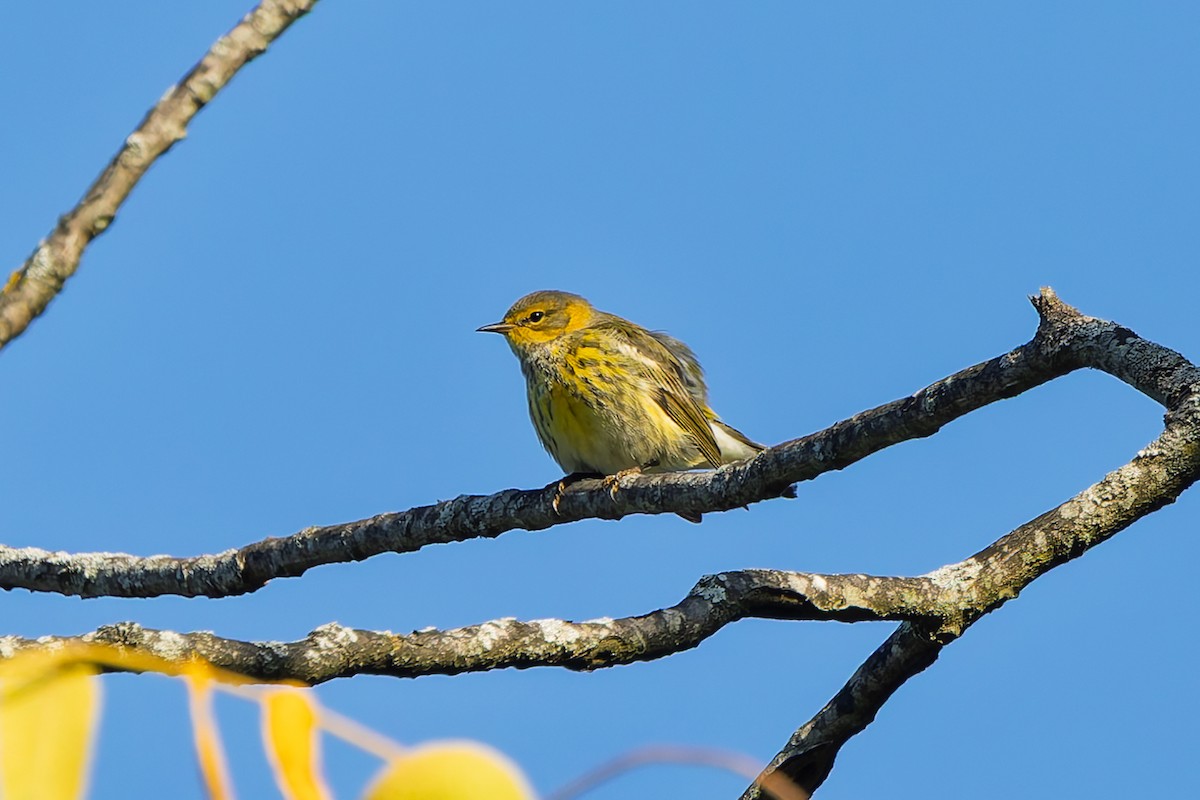 Cape May Warbler - ML641828557