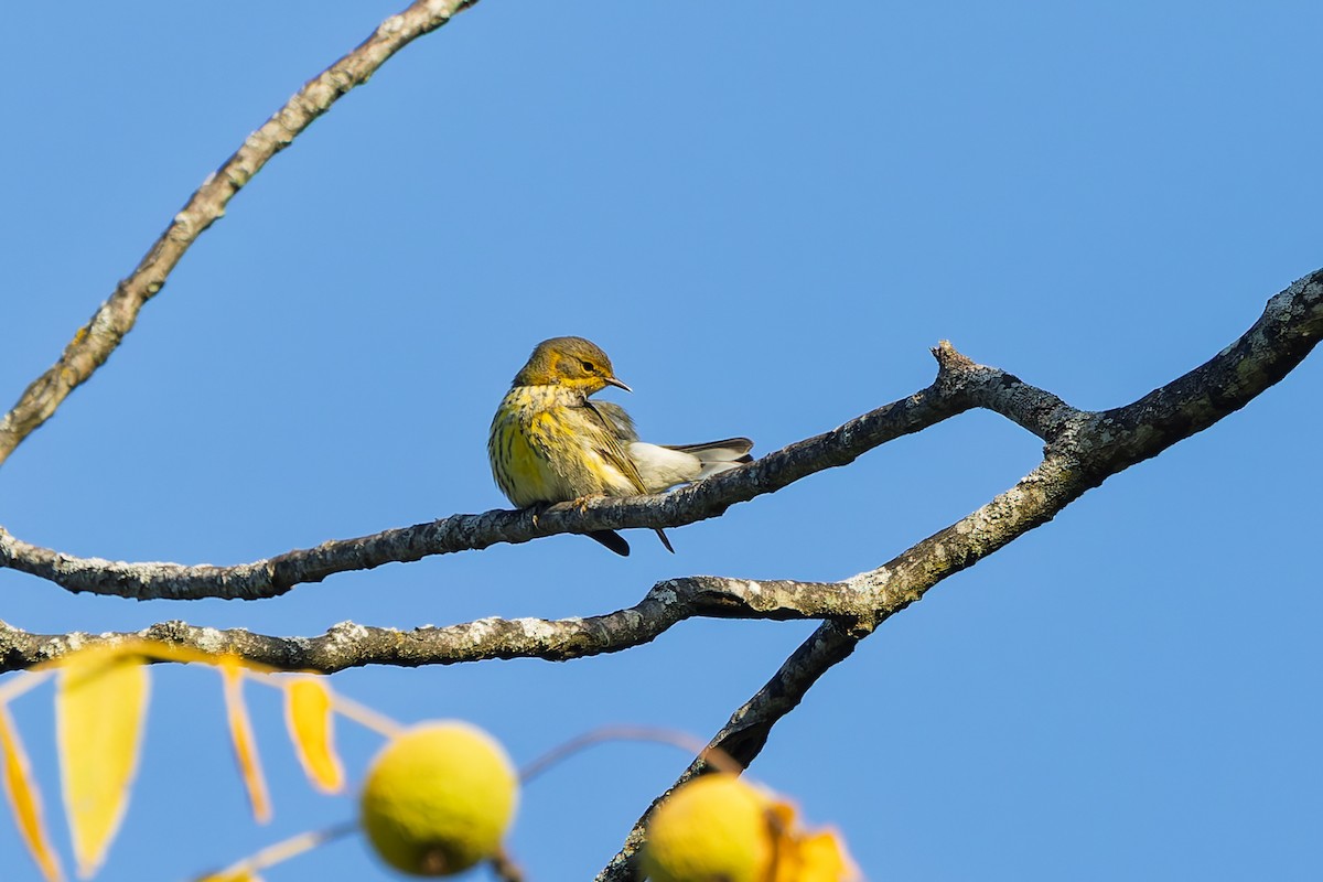 Cape May Warbler - ML641828558