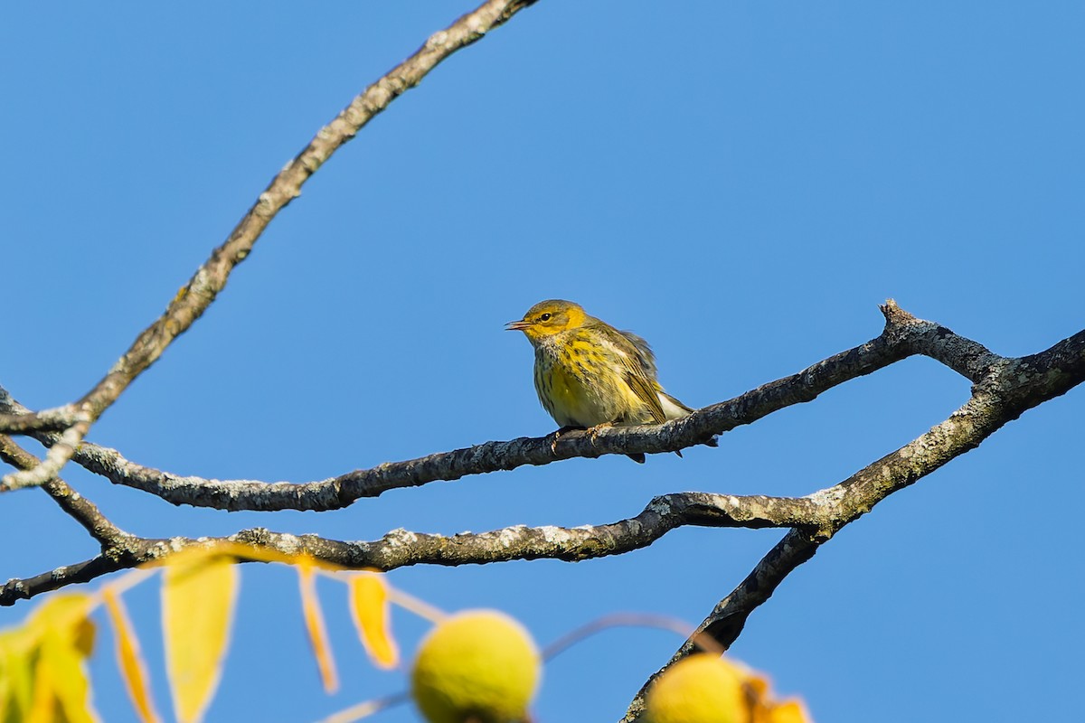 Cape May Warbler - ML641828559