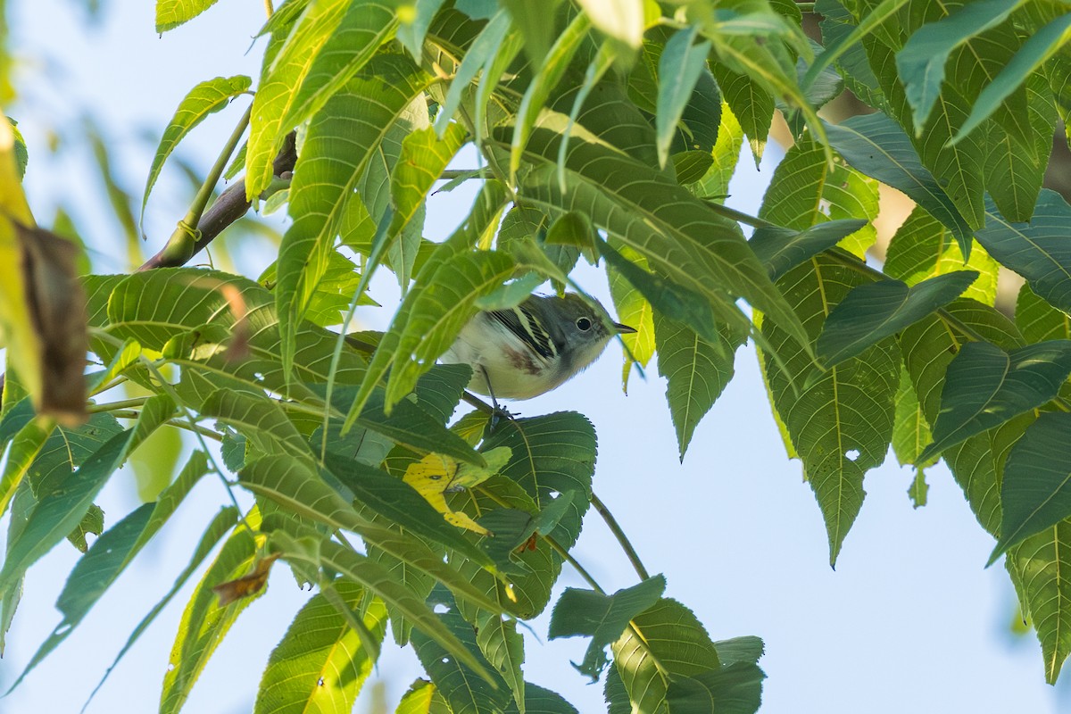 Chestnut-sided Warbler - ML641828565