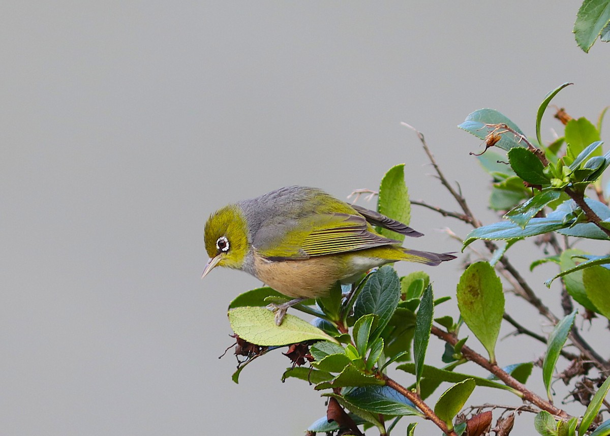 Silvereye - ML641828567