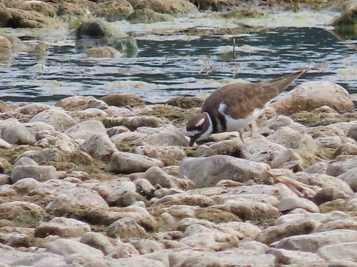 Killdeer - ML641828587