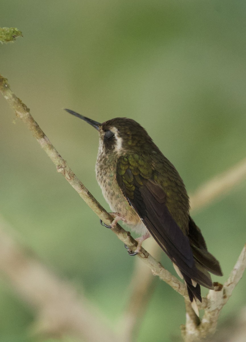 Speckled Hummingbird - ML641828588