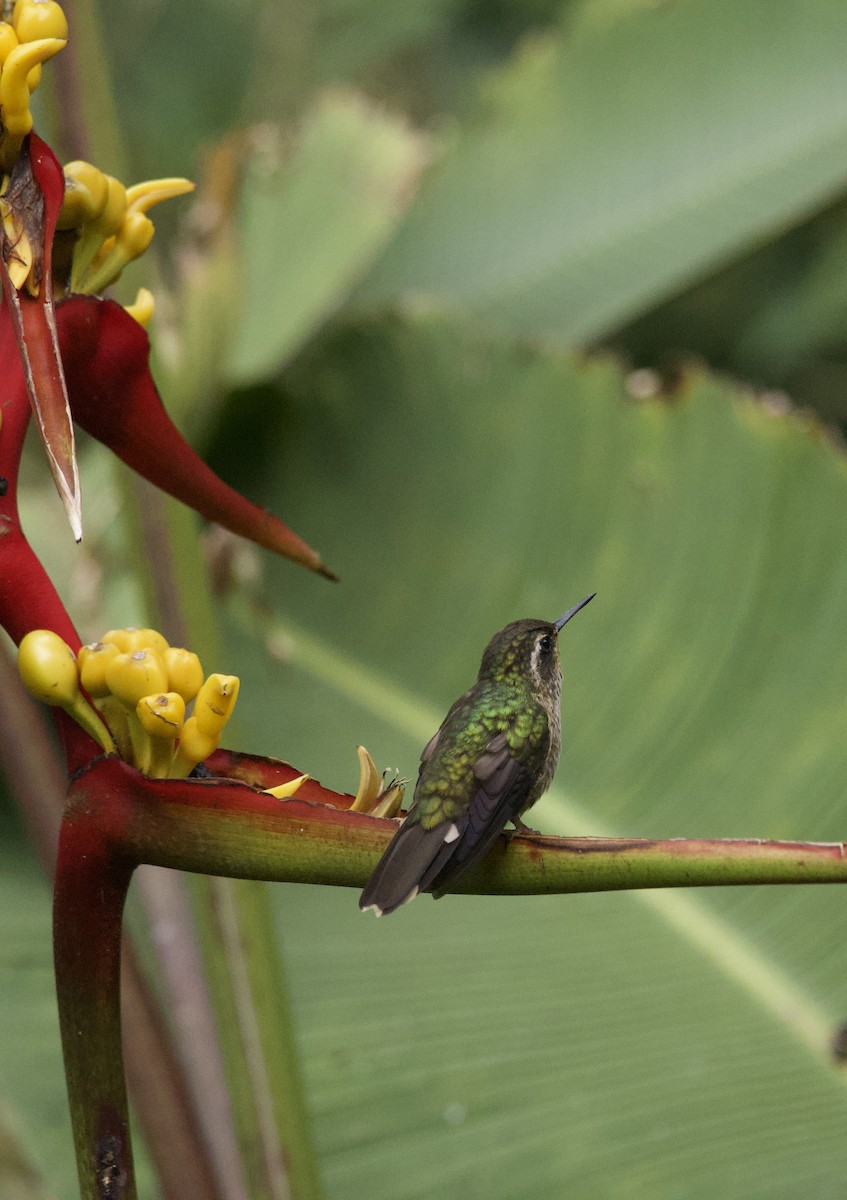 Speckled Hummingbird - ML641828589
