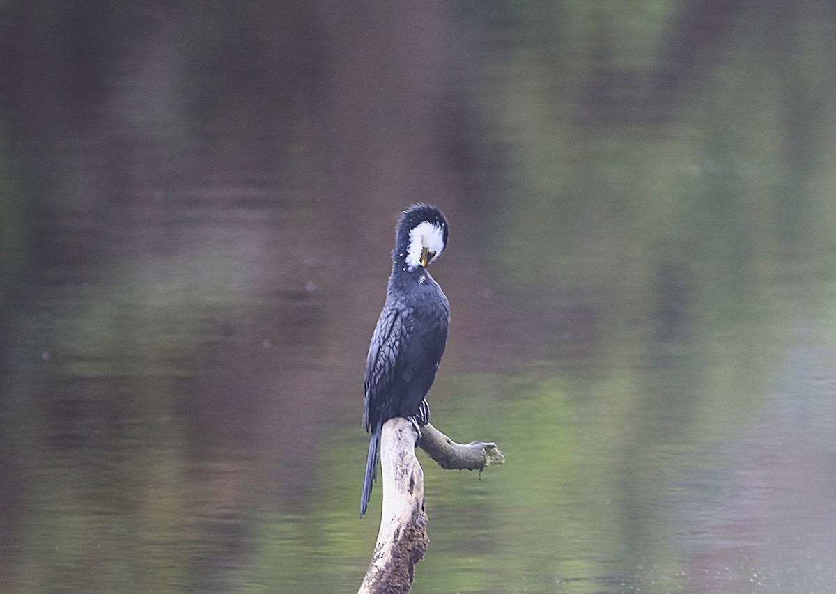 Little Pied Cormorant - ML641828609