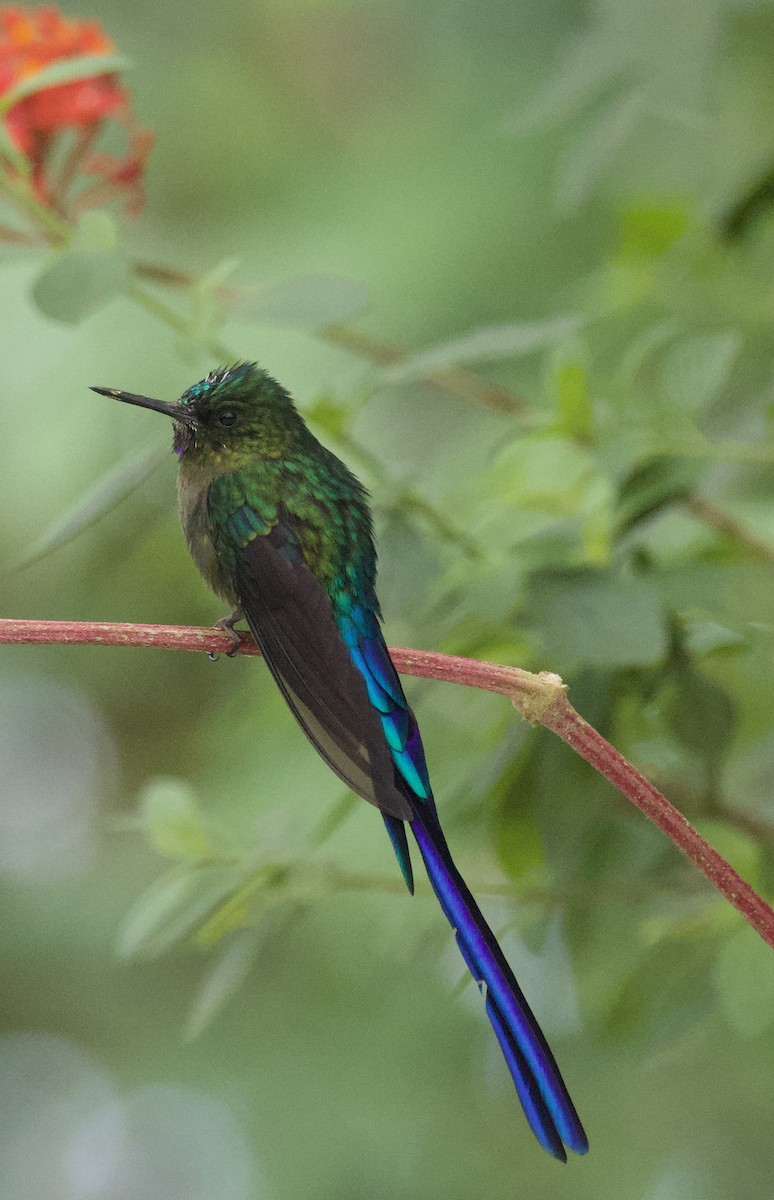 Violet-tailed Sylph - ML641828615