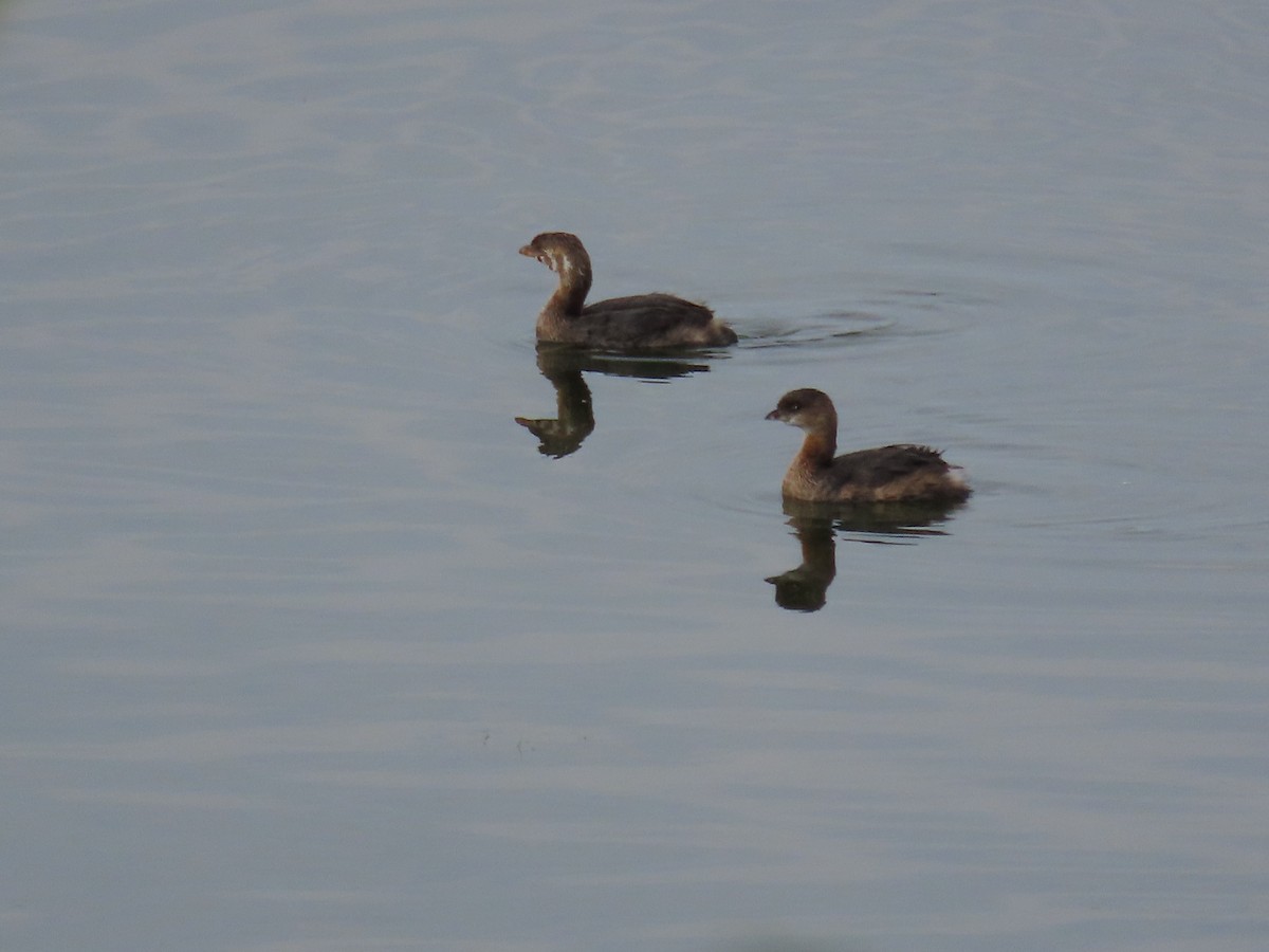 Pied-billed Grebe - ML641828629