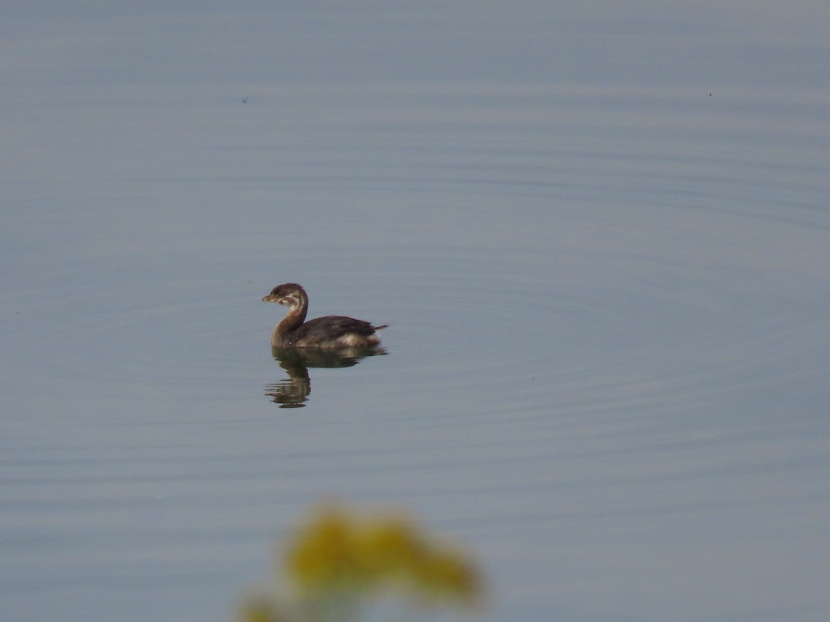 Pied-billed Grebe - ML641828630