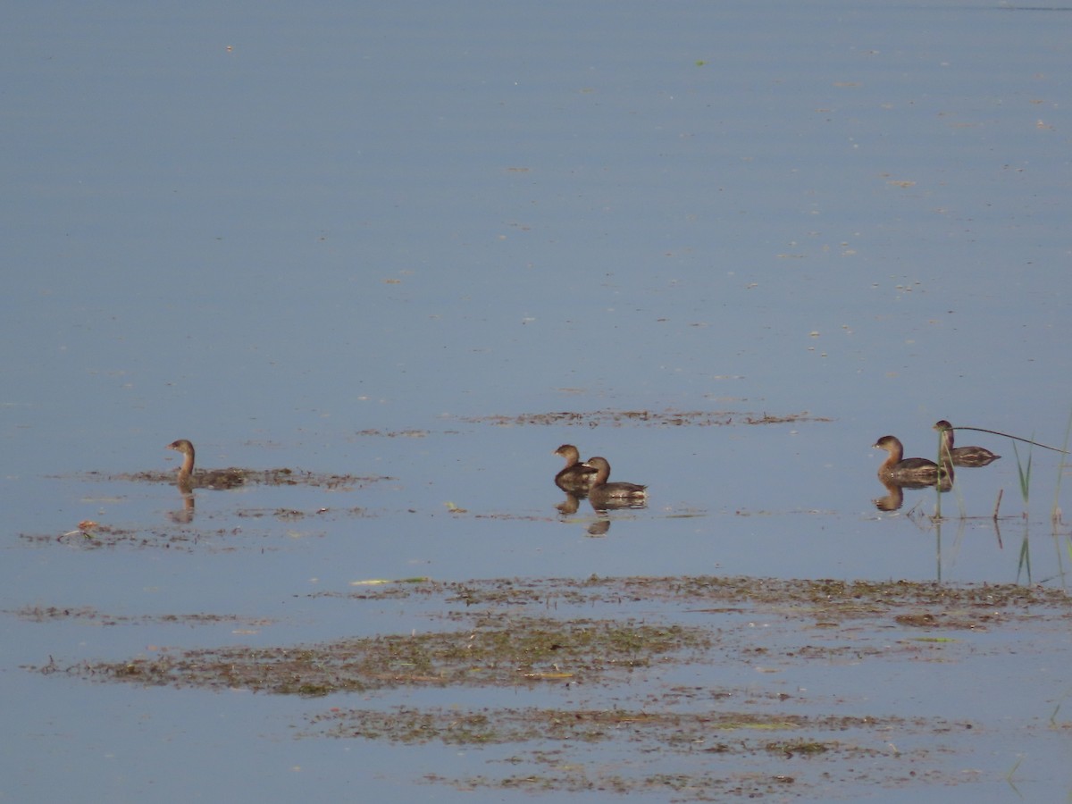 Pied-billed Grebe - ML641828631