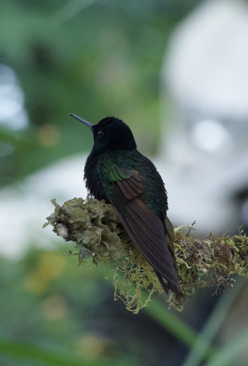 Velvet-purple Coronet - ML641828649