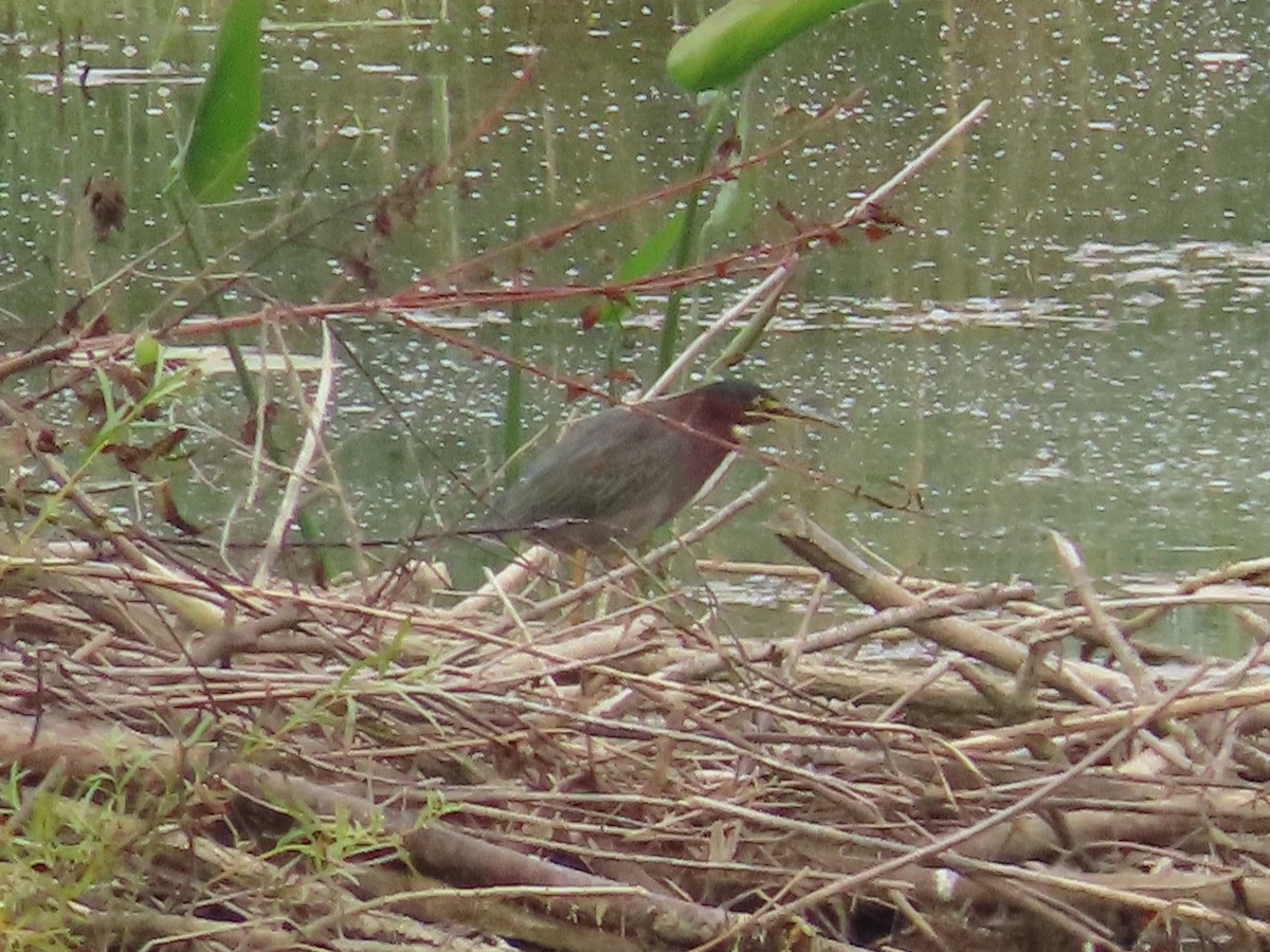 Green Heron - ML641828653