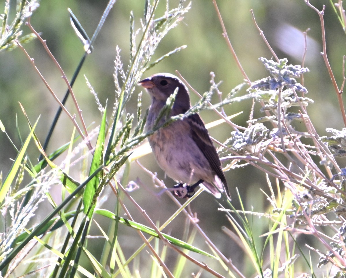 Lazuli Bunting - ML641828654
