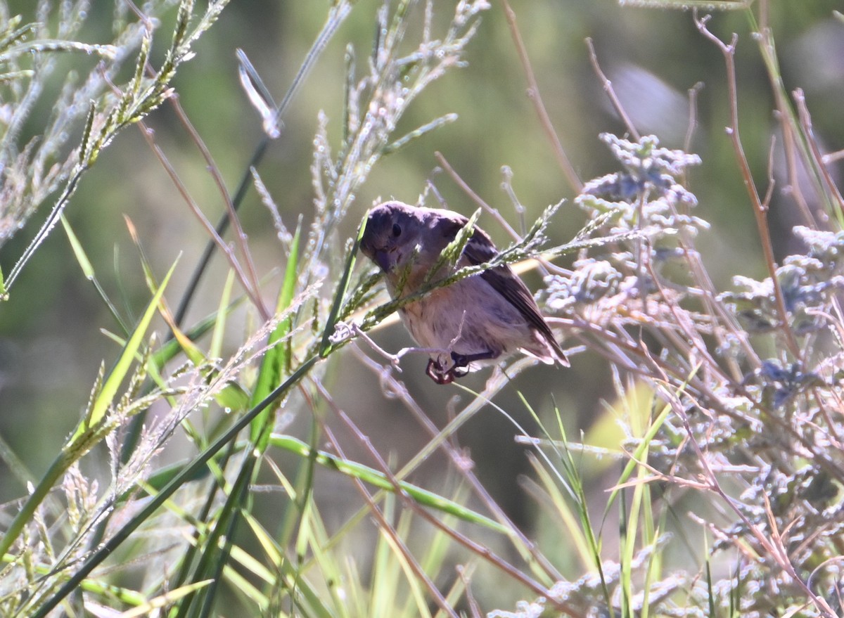 Lazuli Bunting - ML641828655