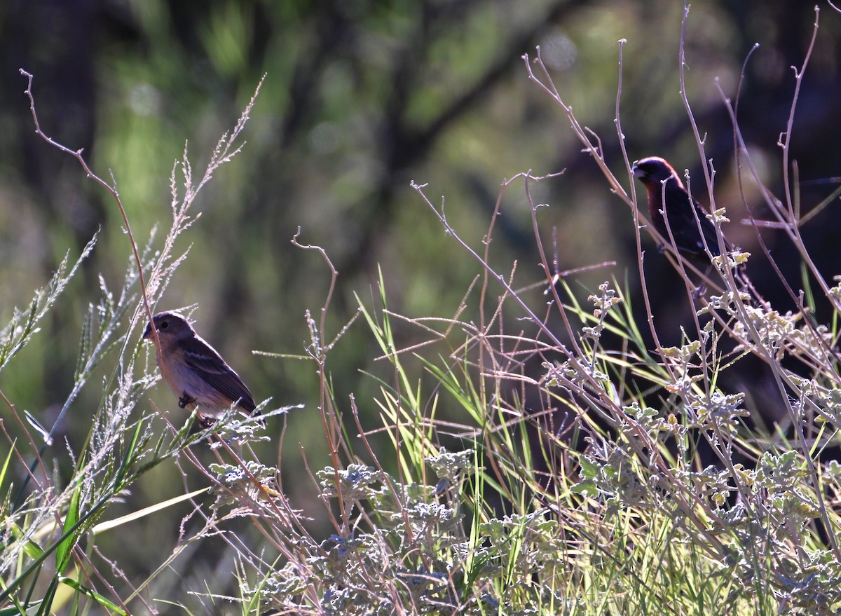 Lazuli Bunting - ML641828656