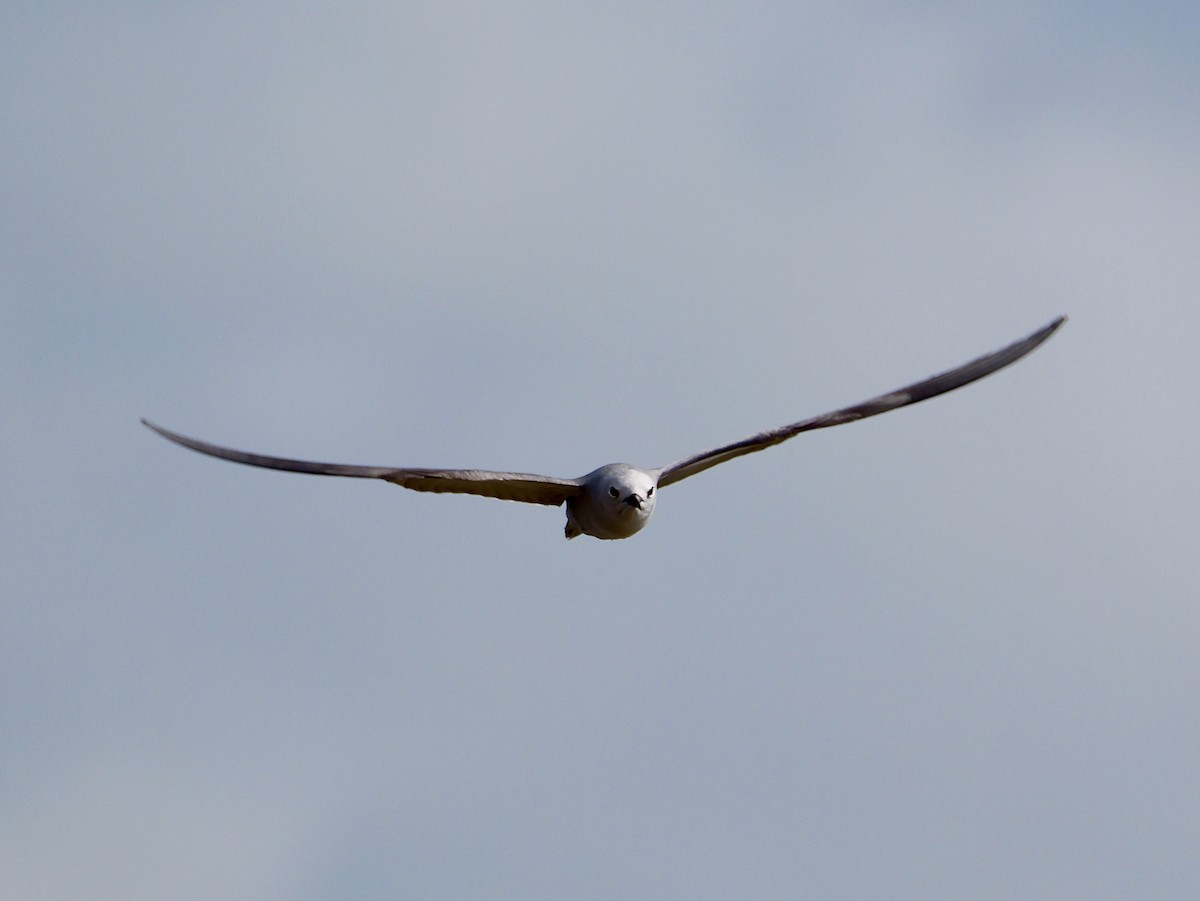 Tiñosa Azulada - ML641828663