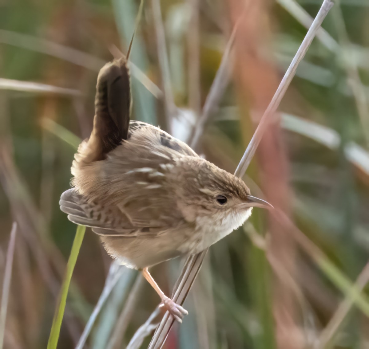 engsmett (platensis/polyglottus) - ML641828671