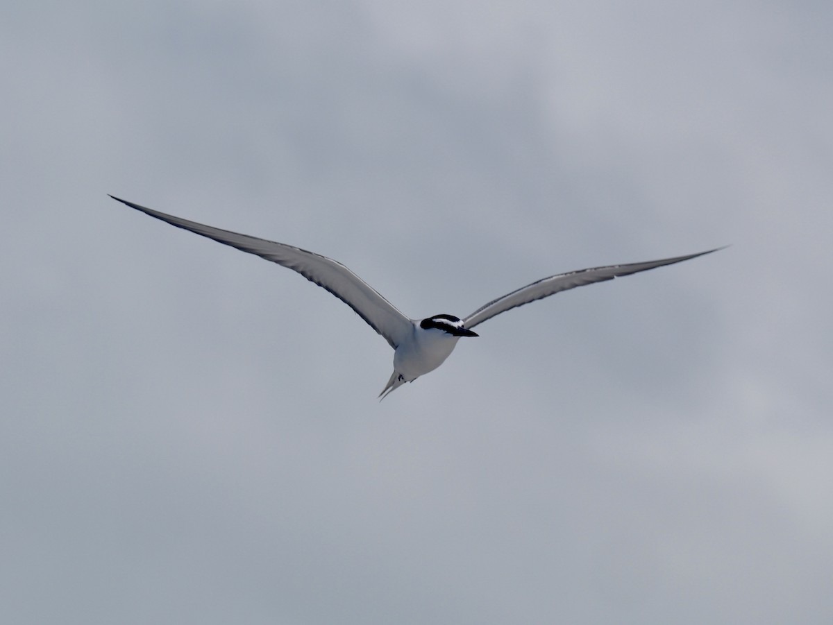 Gray-backed Tern - ML641828672