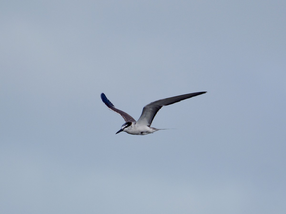 Gray-backed Tern - ML641828673