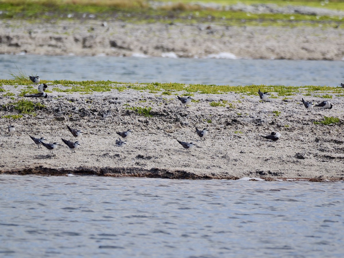 Gray-backed Tern - ML641828674