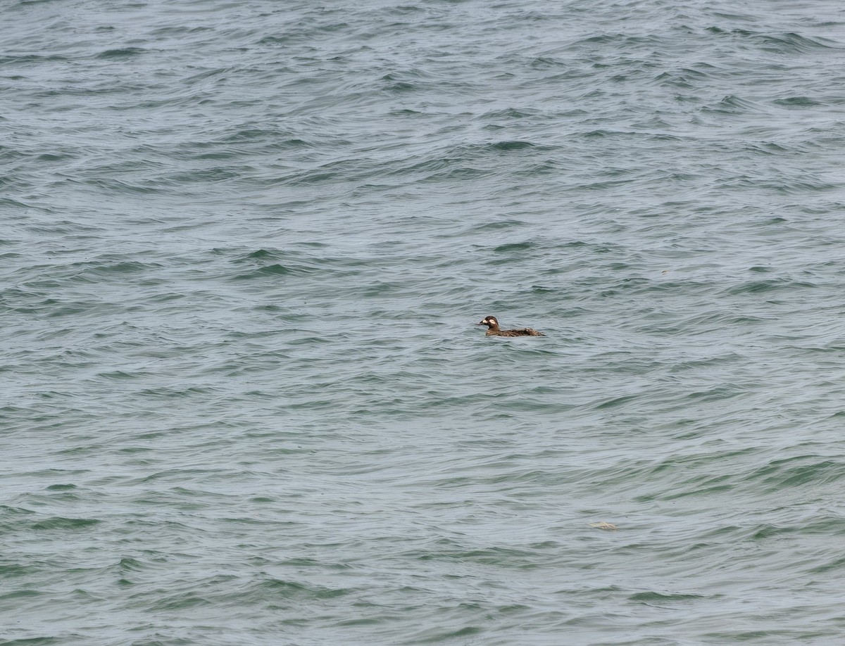 Black Scoter - ML641828712