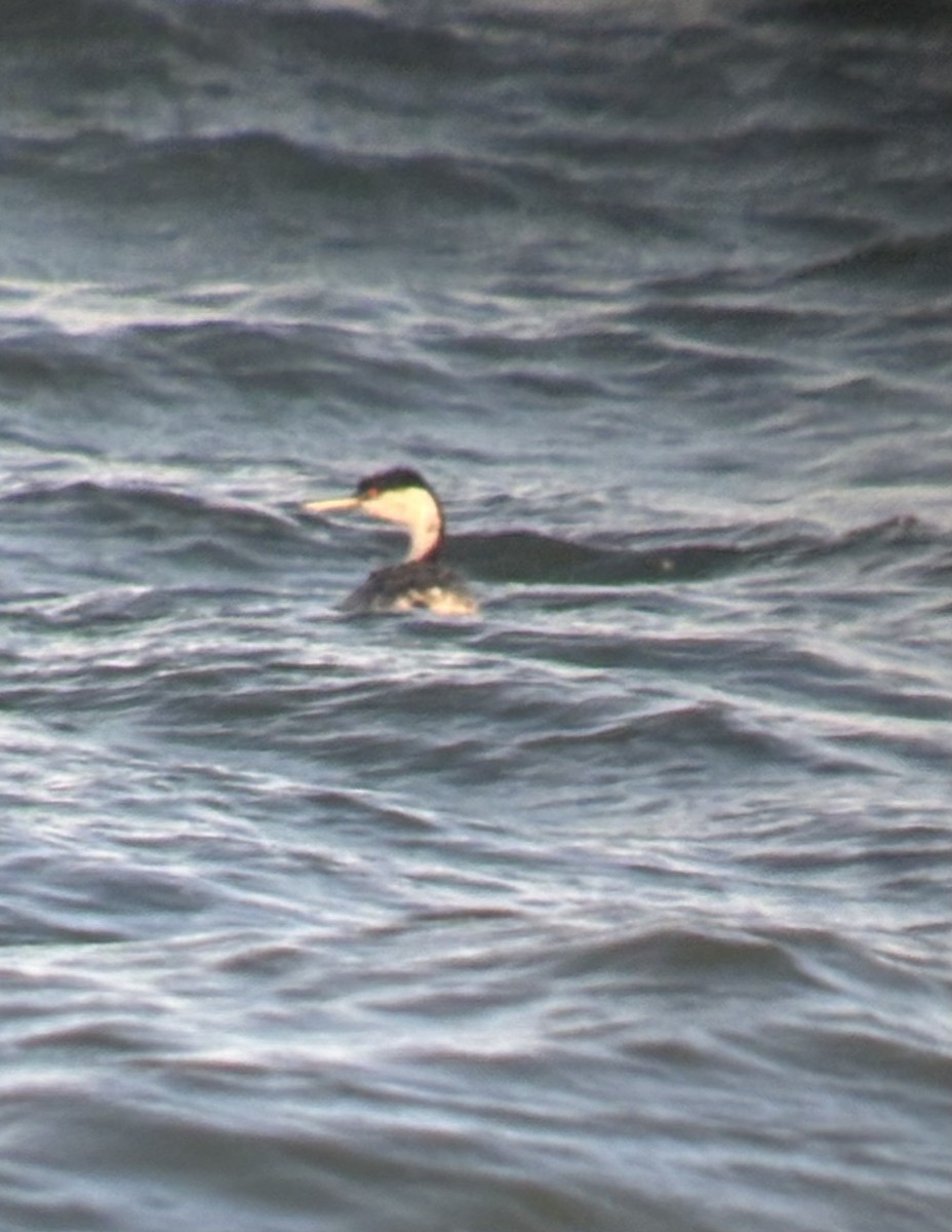 Western Grebe - ML641828728