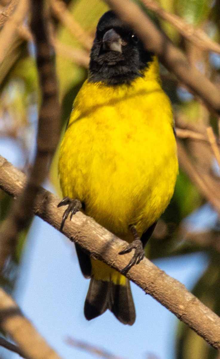 Hooded Siskin - ML641828734
