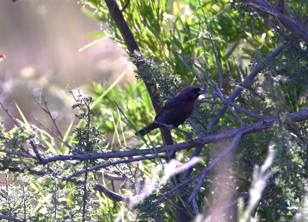 Varied Bunting - ML641828737