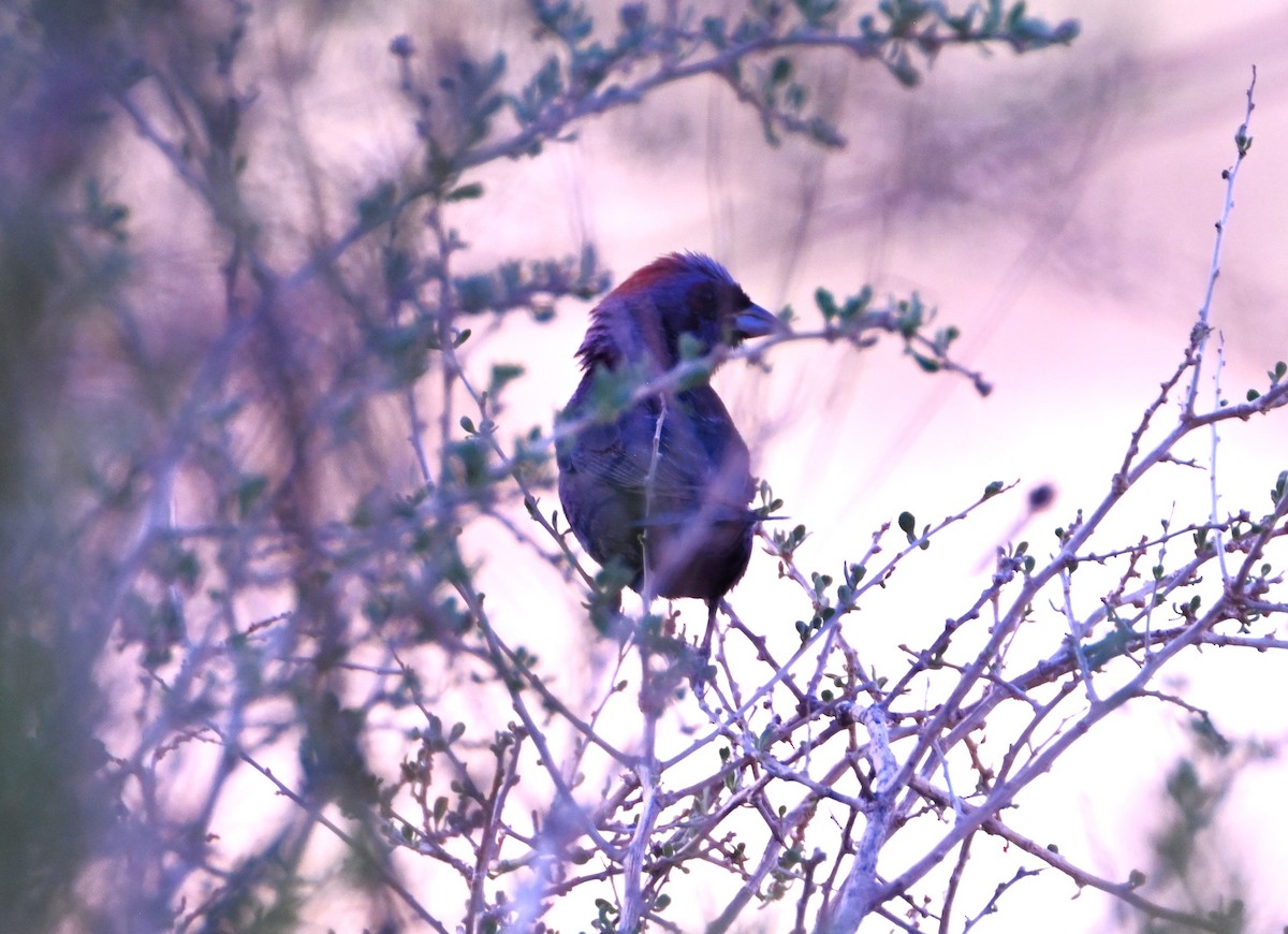 Varied Bunting - ML641828738