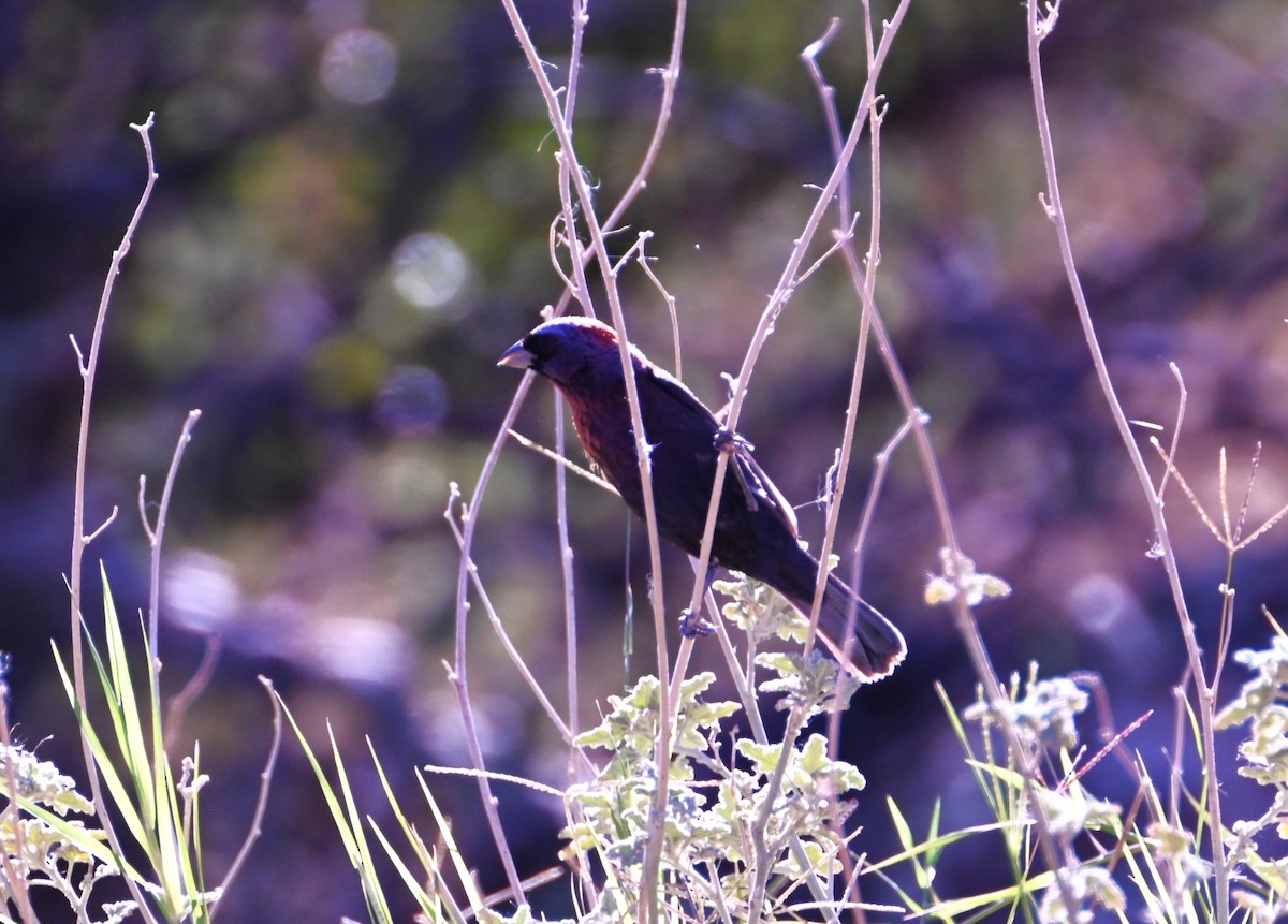 Varied Bunting - ML641828739