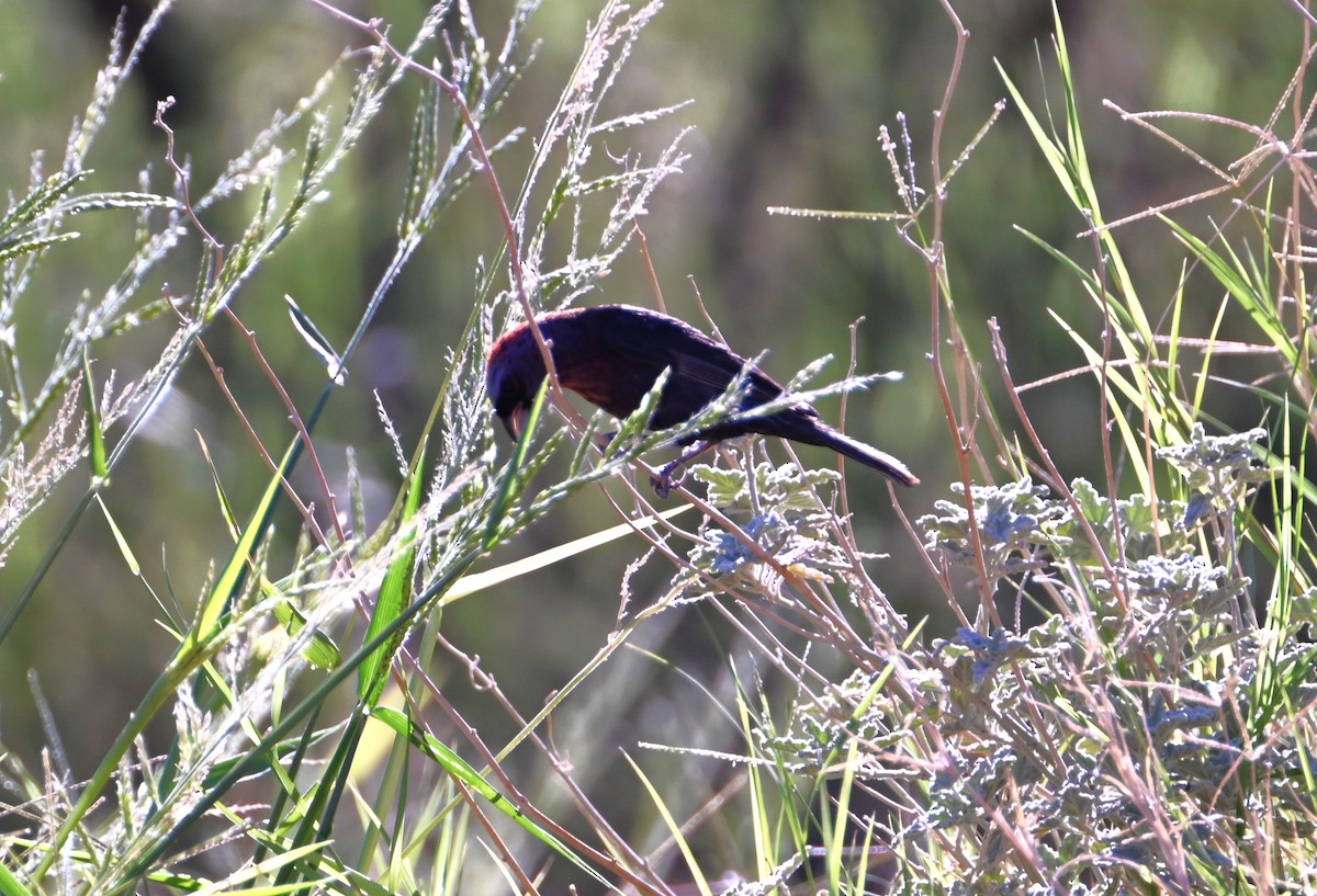 Varied Bunting - ML641828740