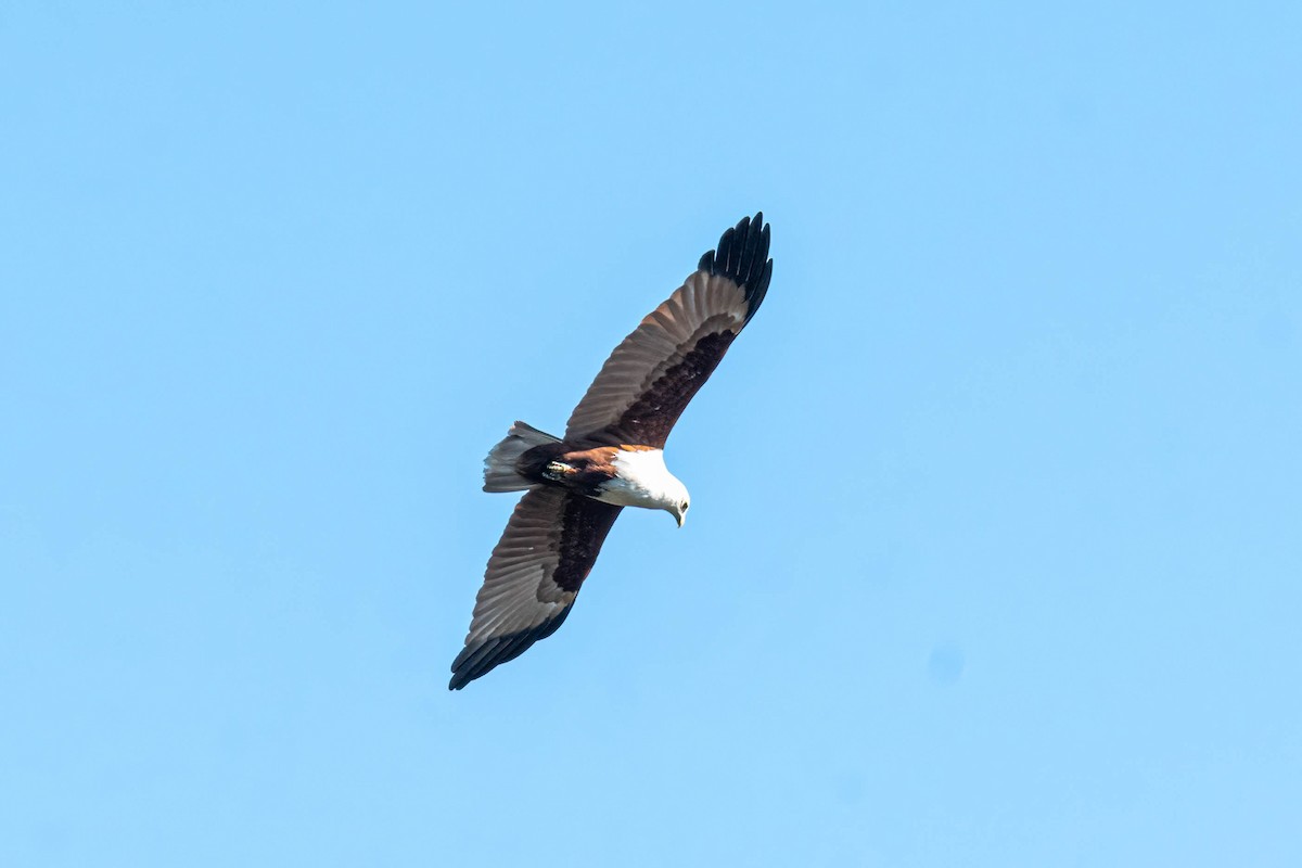 Brahminy Kite - ML641828751