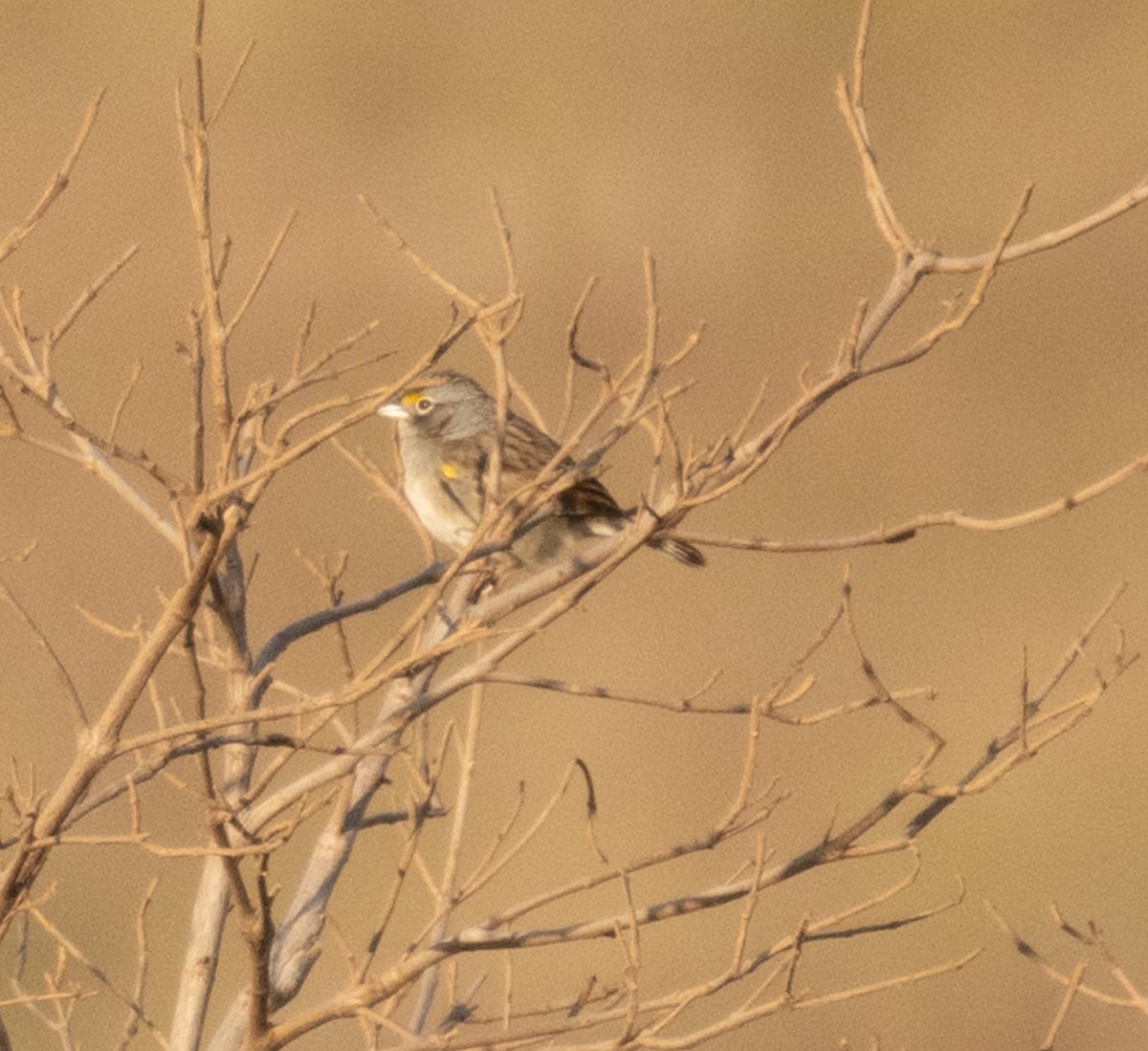 Grassland Sparrow - ML641828752