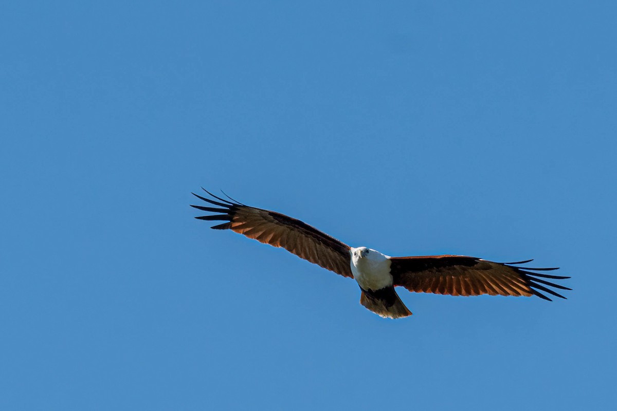 Brahminy Kite - ML641828758