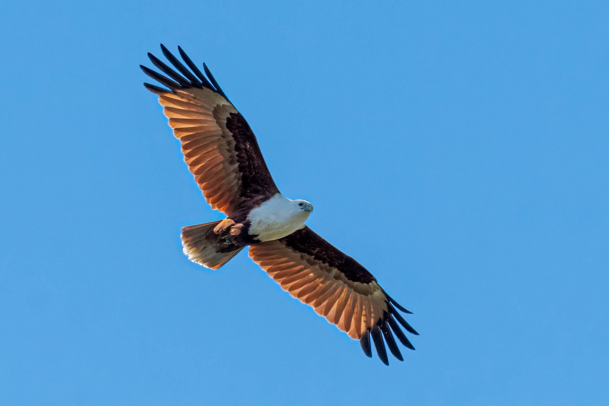 Brahminy Kite - ML641828759