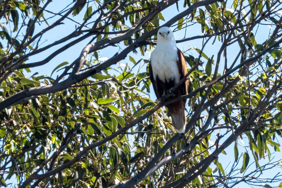 Brahminy Kite - ML641828760