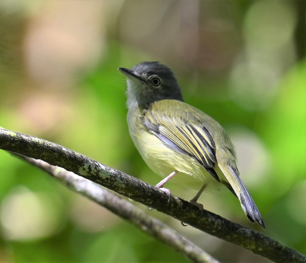 Mistletoe Tyrannulet - ML641828773