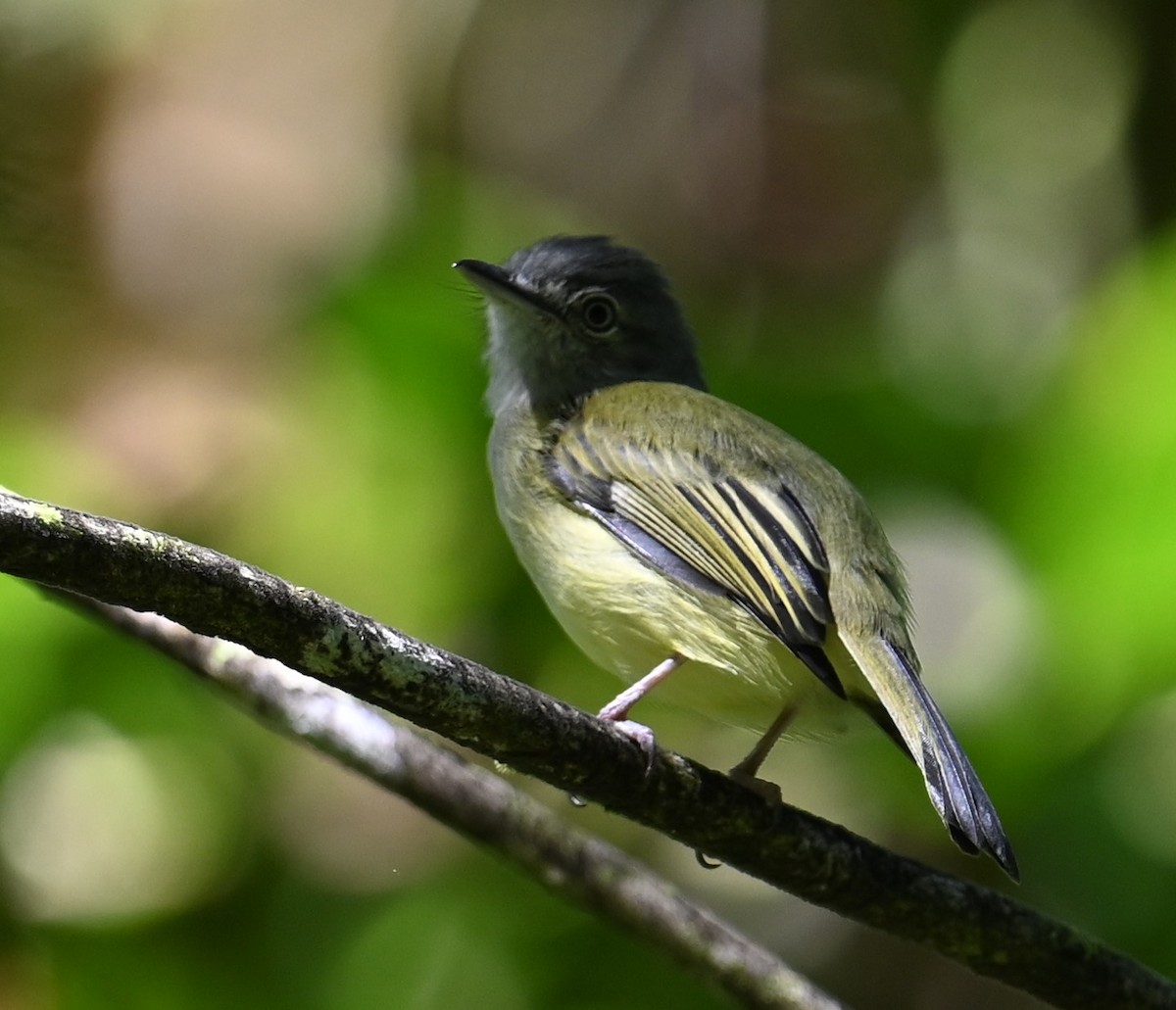 Mistletoe Tyrannulet - ML641828774