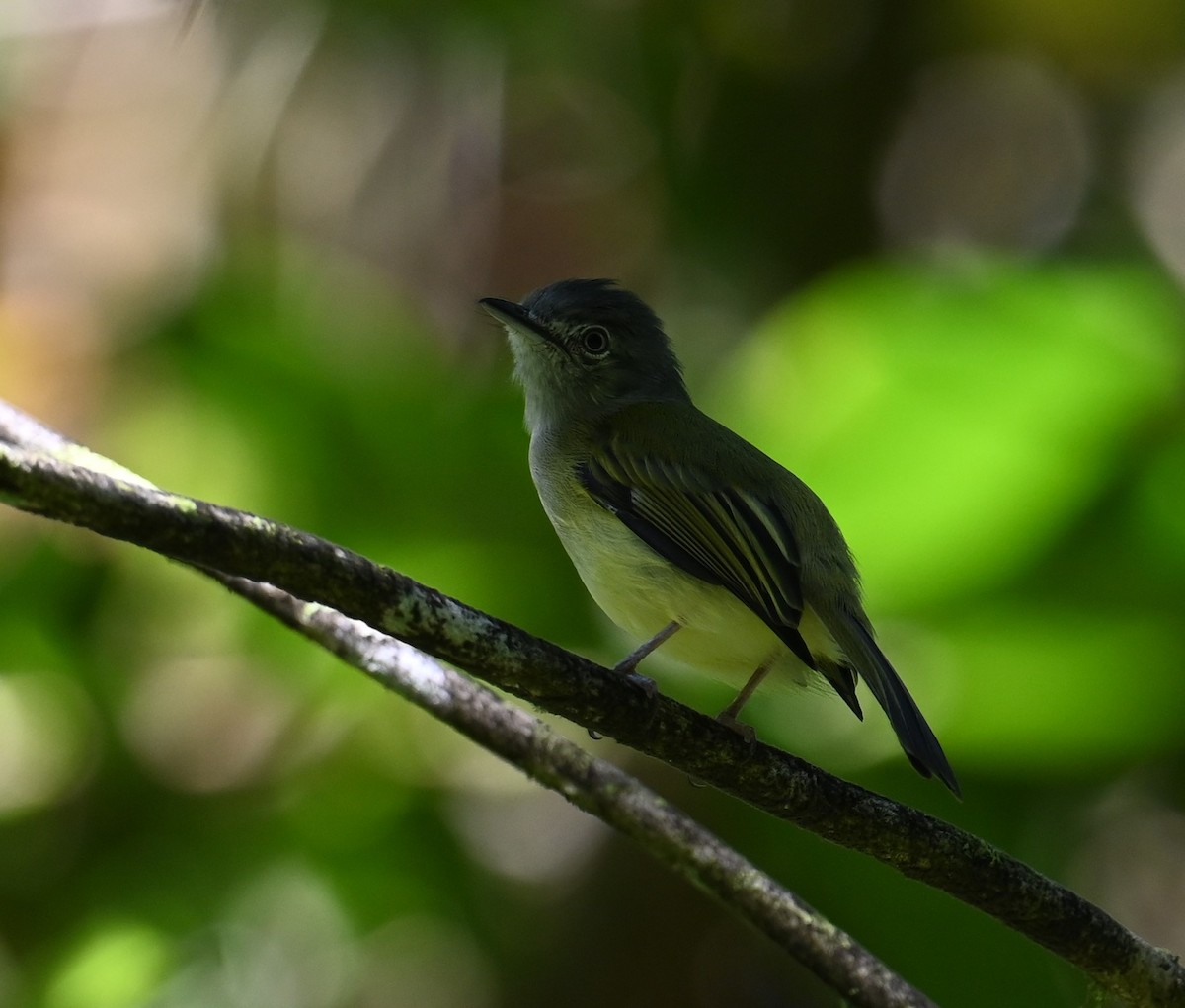 Mistletoe Tyrannulet - ML641828775